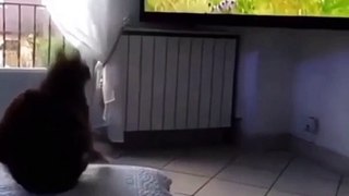 Funny cats video__beautiful cats__Lovely cats__Wonderful animals (1)