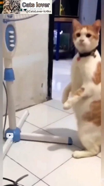 Funny cats video__beautiful cats__Lovely cats__Wonderful animals