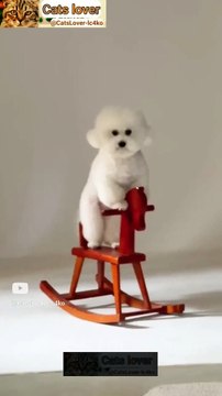 Funny cat's video 2023 _ Beautiful cat's video _ Nice cats _ Wonderful cat's video _ Cats _ Pets