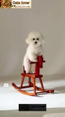 Funny cat's video 2023 _ Beautiful cat's video _ Nice cats _ Wonderful cat's video _ Cats _ Pets