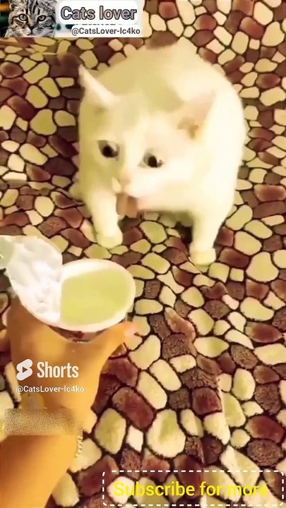 funny cats__cute cats