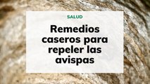 Remedios caseros para repeler las avispas