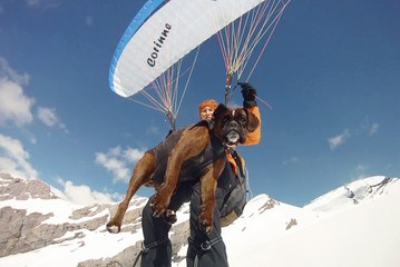 Daredevil gran and dog go paragliding - reaching heights of 8,000ft