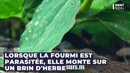 La manière dont ce parasite prend le contrôle des fourmis est extraordinaire et effrayante