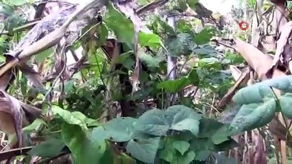 Gürcistan'dan gelen istilacı böcekler vatandaşın kabusu oldu