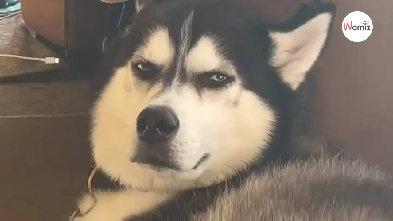 Un chien d’apparence grincheuse sauve la vie de sa maîtresse et la rend riche