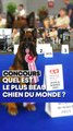 Quel est le plus beau chien du monde ?