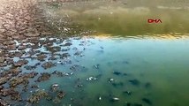 Batman’da suyu çekilen gölette yüzlerce balık öldü