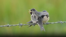 Parent birdies seamlessly feed young swallows with the innovative 'fly-thru' method