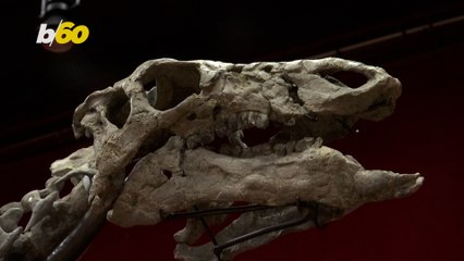 Extremely Well-Preserved Dinosaur Skeleton Going up for Auction