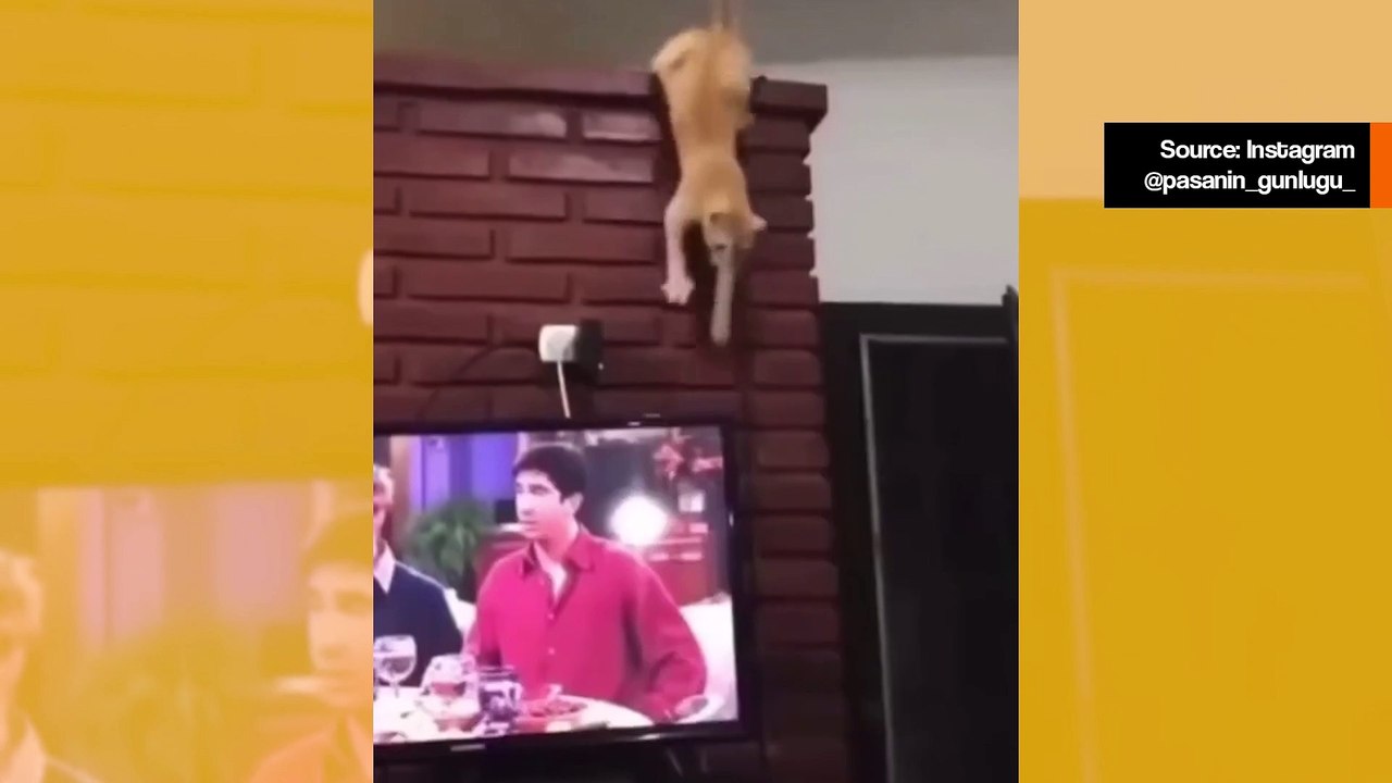 Katzen zeigen in einer Sammlung von lustigen Videos ihre volle zerstörerische Kraft