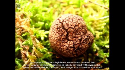 Tuber indicum. Champimaginatis. English Text