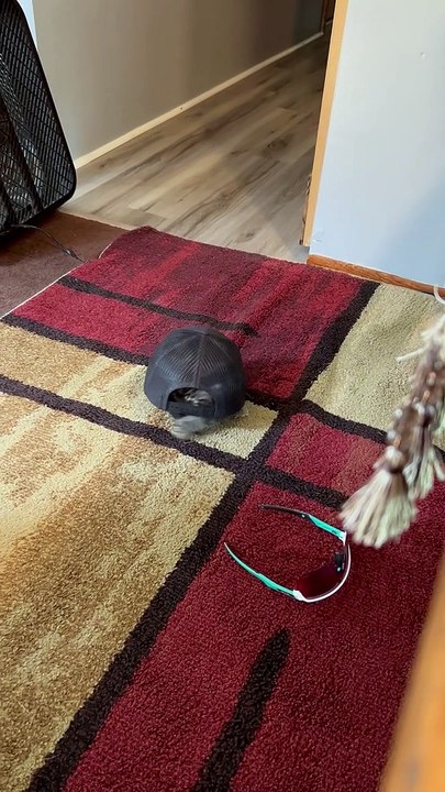 Is This A Turtle Or A Cat