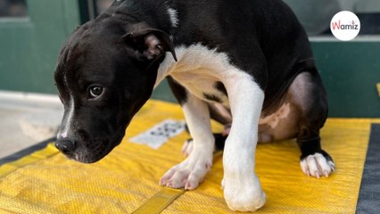 Chien abandonné dans un sac de livraison Amazon : la vidéo de surveillance dévoile un triste détail