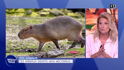 Vos animaux : Ces animaux géants mais méconnus !
