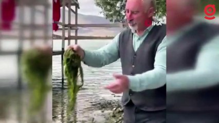 Çıldır Gölü yeşile büründü