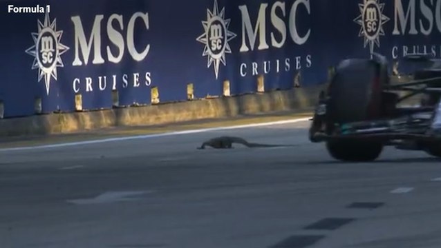 Moment giant lizard walks across Singapore Grand Prix race track forcing drivers to swerve