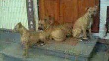 The best amstaff and rednose pitt