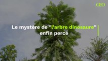 L'arbre dinosaure australien enfin étudié par des scientifiques