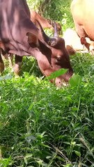 sapi makan terus tidak gemuk gemuk