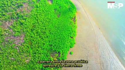 Manglares y dunas de arena: ecosistemas de barrera contra las tormentas en Puerto Rico