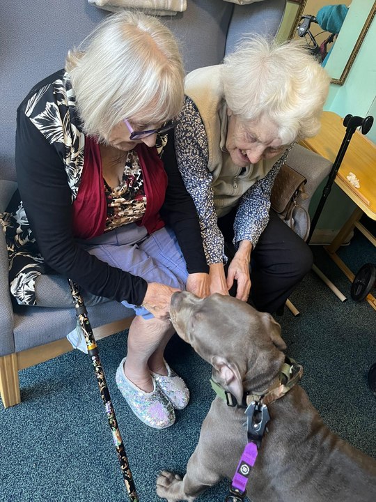Bruce and XL bully - loved and adored by Chesterfield elderly care home residents