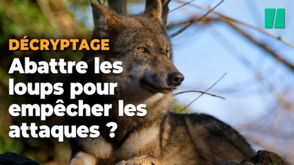 Le plan loup veut simplifier l’usage des armes à feu, mais est-ce la solution la plus efficace ?