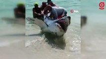 Kıyıya vuran köpek balığını kuyruğundan çekerek okyanusa bıraktılar
