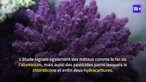 Une nouvelle étude montre l'impact de plusieurs produits chimiques sur les coraux