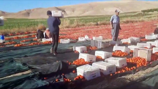 Malatya'da Kurutmalık Domates Hasadı Başladı