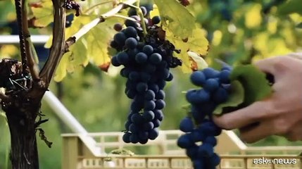 Eccellenze calabresi in tutto il mondo con la micro logistica integrata