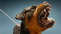 Was tun bei einem Hundeangriff? Diese Tipps könnten dein Leben retten