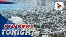 Lawmakers i rked with alleged coral reef harvesting in WPS