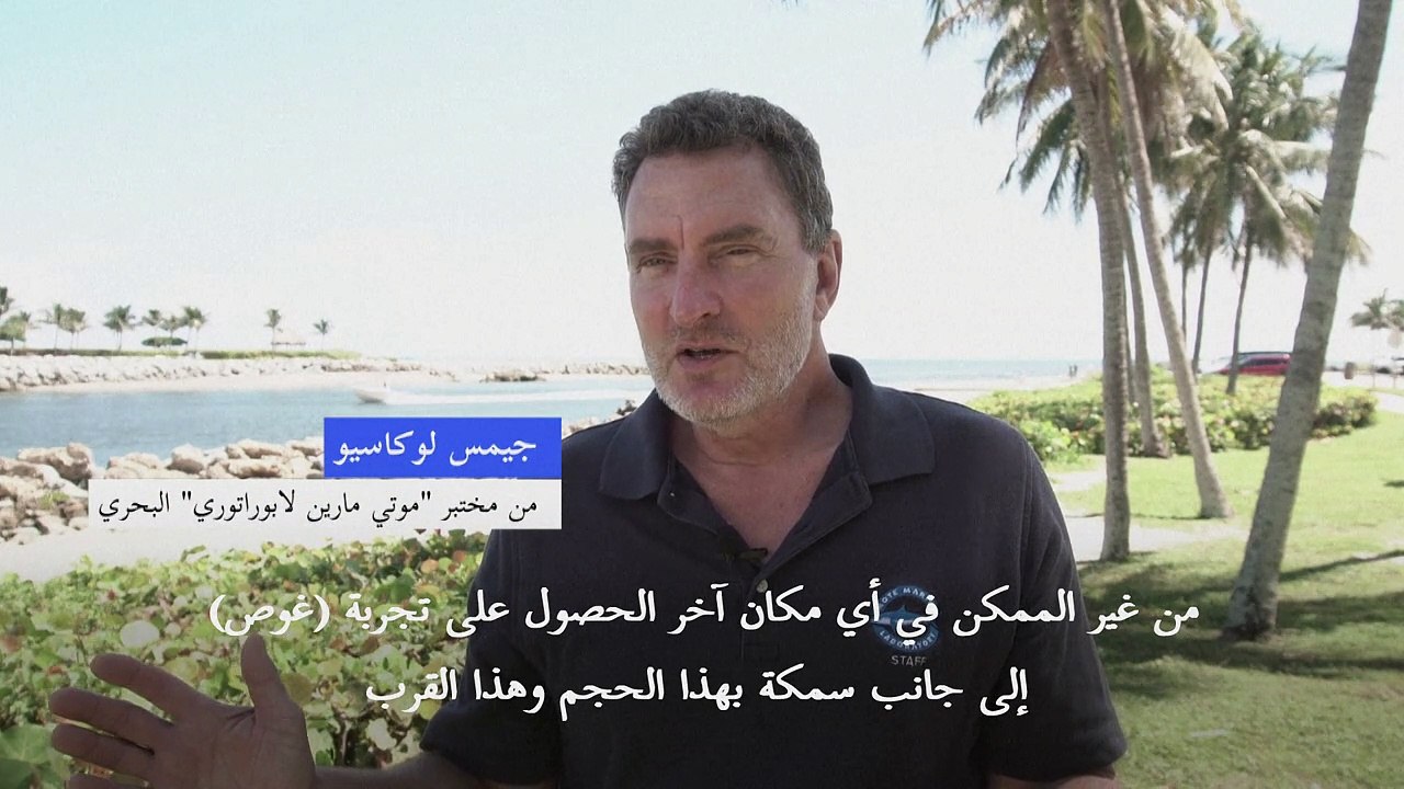 أسماك الهامور العملاقة متعة الغواصين في فلوريدا لكنها معرّضة للخطر