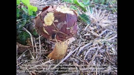 Xerocomus badius. Champimaginatis. English Text