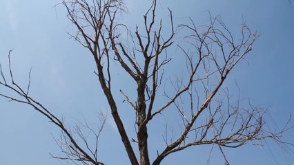 Effetto clima, salgono i casi febbre del Nilo e Dengue