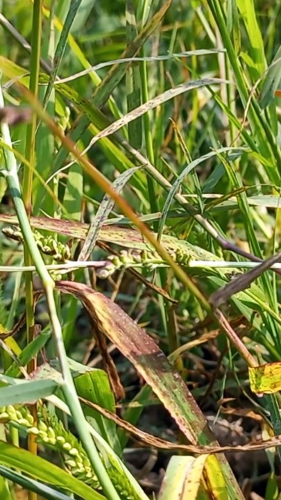 4K Nature Video Ultra Hd | Relaxation Video | Peaceful View