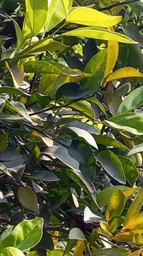 4K Nature Video | Nature Scenery | Calming View | Amazing Scenery