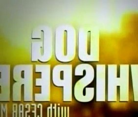 The Dog Whisperer Season 4 Episode 34 Bozley & Ginger