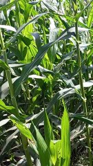 Absolutely Beautiful Nature | Relaxing Nature | Calm and Relax