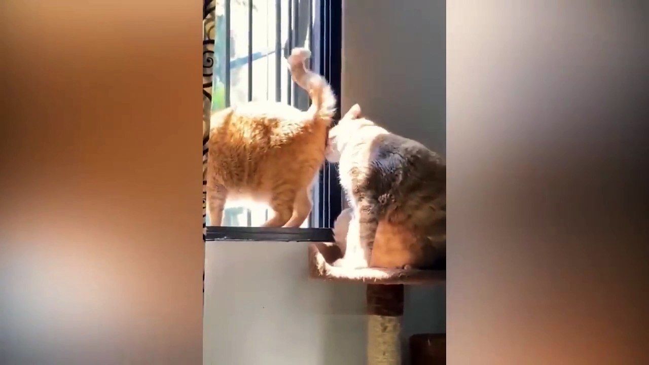 dog and cat funny video 7
