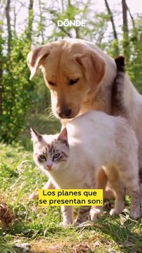 Mascota Segura, nuevo seguro para tus peludos