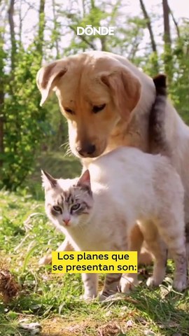 Mascota Segura, nuevo seguro para tus peludos