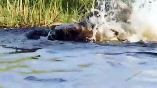 Crazy Scene! This Male Lion Alone Fights Back And Knock Down Hungry Crocodile To Protect His Cub
