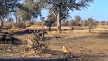 Good Luck Or Bad Luck! What Happens When Leopards Risk Their Lives To Invade Wild Horse Territory