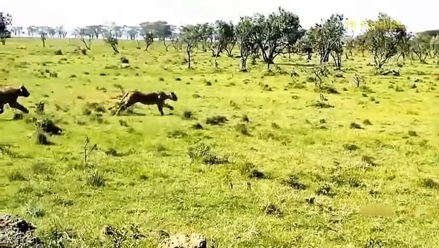 Lions Suddenly Attack Mating Zebra And The Savage Counterattack Of The Couple