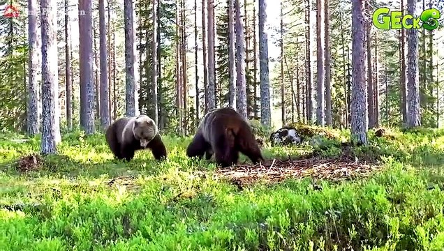 Mother Bear Risks Her Life To Protect Cubs From Hungry Lions, Will Cubs Survive Animal Fight