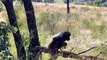Never Seen Before! Angry Mother Leopard Fights With Baboon In Tree To Get Her Cub Back