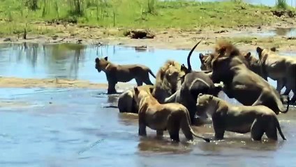 Strange War! Hungry Crocodile Rushes To Attack Lion Madly To Steal Prey But The Waterbuck Escape