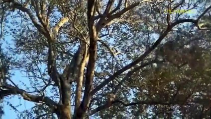 Provoke The Monkey Leader! Arrogant Leopard Must Receive The Most Dire Consequences